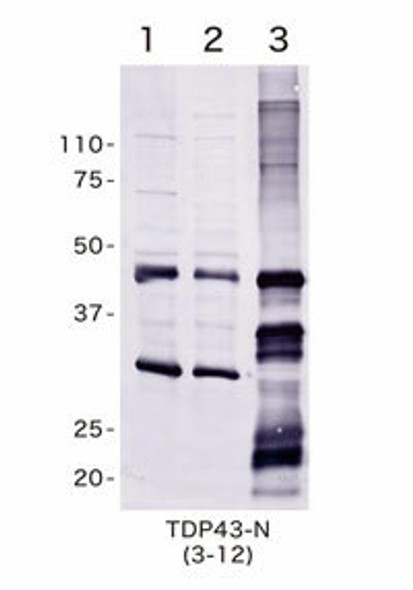 Anti TAR DNA-binding protein 43 (TDP-43) Amino Acids 3-12 pAb (Rabbit, Antiserum)