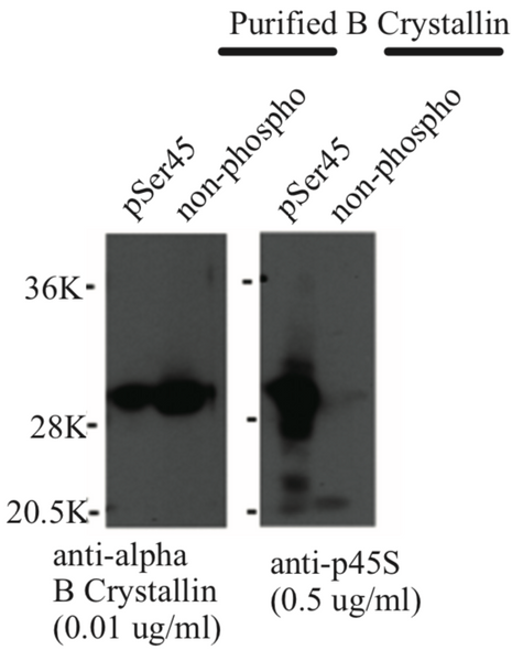 Anti Alpha-Crystallin B Chain, p45S pAb (Rabbit, Affinity Purified)