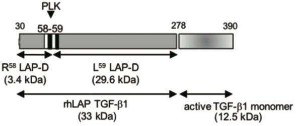 Anti Latency-Associated Peptide (LAP) Plasma Kallikrein Degradation Fragment L59 mAb (Clone 6D6)