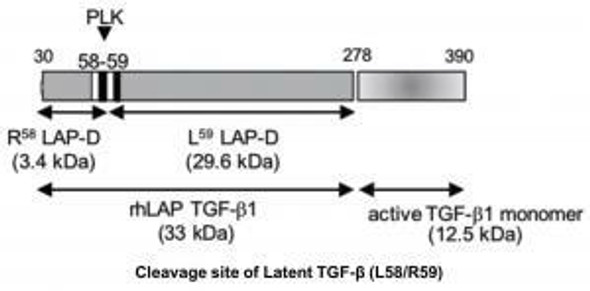 Anti-Latency-Associated Peptide (LAP) Plasma Kallikrein Degradation Fragment R58 mAb (Clone 18F9-16)