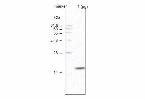 Anti Vacuolar-ATPase Subunit C pAb (Rabbit)