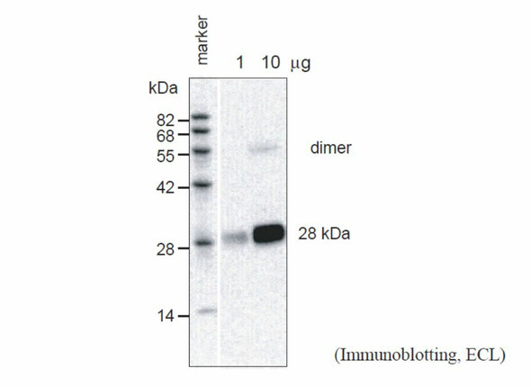 Anti Arabidopsis thaliana Aquaporin PIP2;2 pAb (Rabbit)