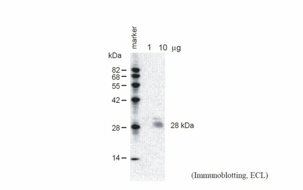 Anti Arabidopsis thaliana Aquaporin PIP2;1, PIP2;2, PIP2;3 (C-terminus) pAb (Rabbit)