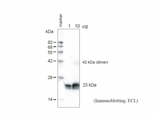 Anti Arabidopsis thaliana Aquaporin TIP1;1 & TIP1;2 Gamma (Epitope: Cys-INQNGHEQLPTTDY) pAb (Rabbit)