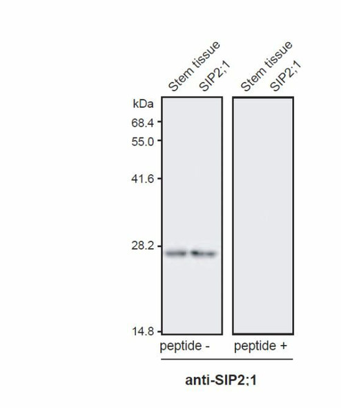 Anti Arabidopsis thaliana Aquaporin (AtSIP2;1) pAb (Rabbit)