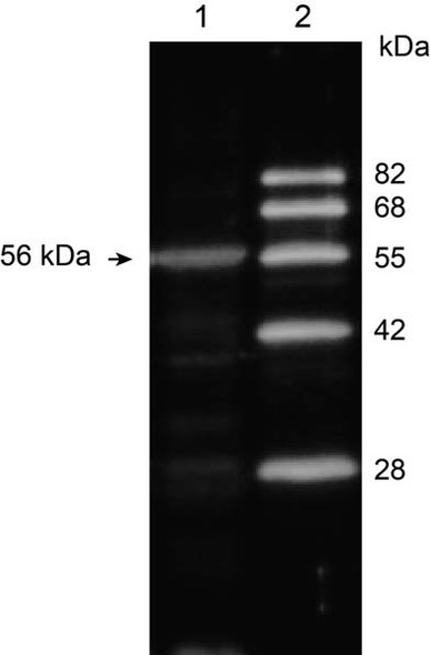 Anti Catalase pAb (Rabbit)