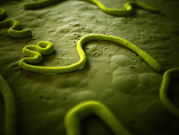 Ebola Virus VP40 (Zaire)