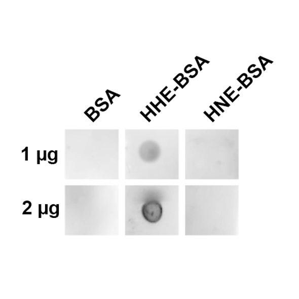 4-Hydroxy-2-hexenal Antibody, Clone 12F4