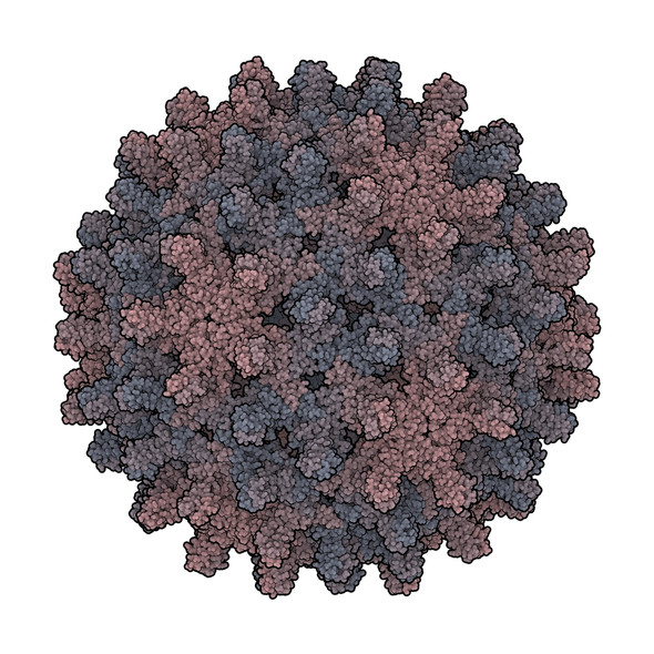 Hepatitis B Virus Core Antigen (HBcAg)