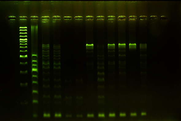 HiGlo Fluorescent Western Blocking Buffer