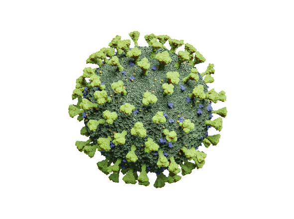 Human Coronavirus NL63 Purified Viral Lysate