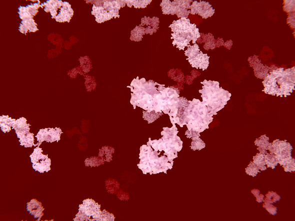 Mouse Anti-Canine Parvovirus 2 Antibody (2A10)