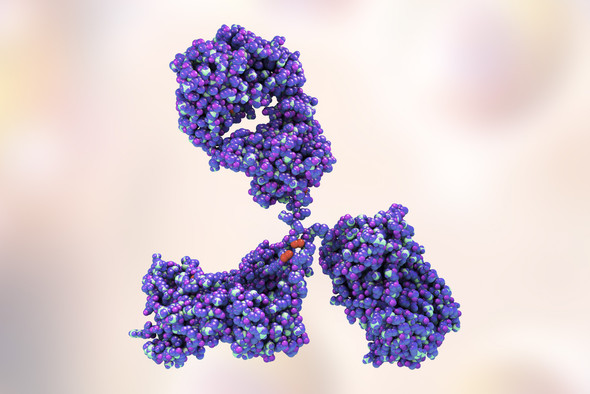 Mouse Anti-Cytomegalovirus Glycoprotein H (gH) (0861)