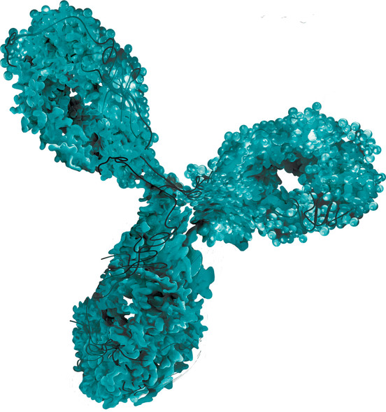 Mouse Anti-Dengue Virus NS1 Serotype 1 (BA11)