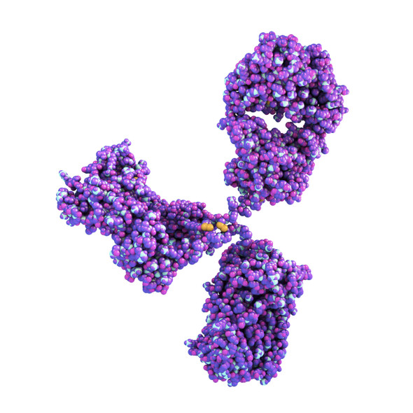 Mouse Anti-Dengue Virus Serotype 4 Membrane Protein (NE5)