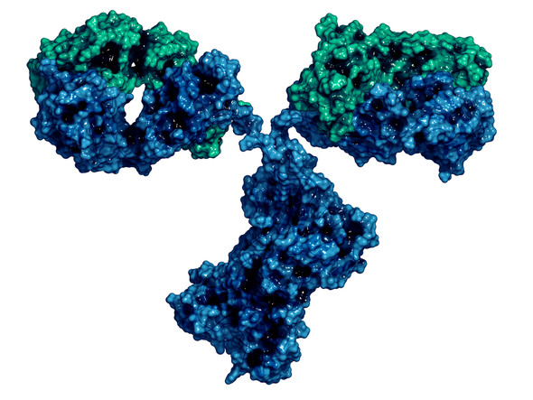 Mouse Anti-Norovirus GI Antibody (NP28)