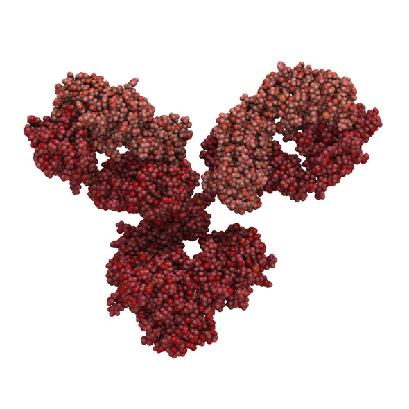 Mouse Anti-Ross River Virus E2 Glycoprotein (D7)
