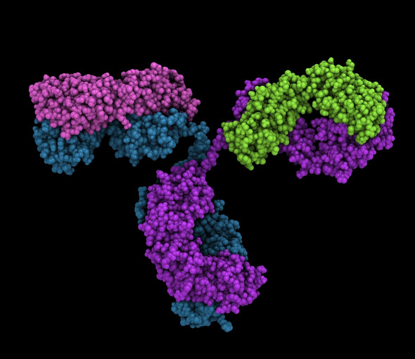 Mouse Anti-Rubella virus Glycoprotein E1 (1714)