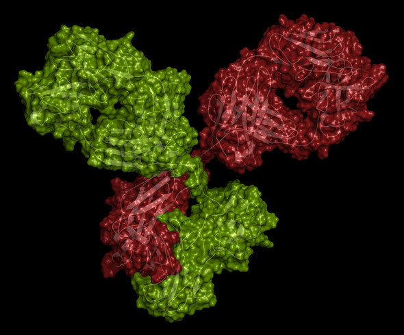 Mouse Anti-Rubella virus Glycoprotein E1 (1715)