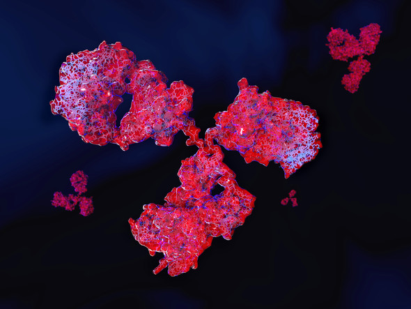 Mouse IgG2b Isotype Control Antibody: Biotin (A-1)