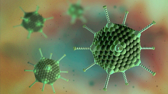 Canine Adenovirus 1 Antigen