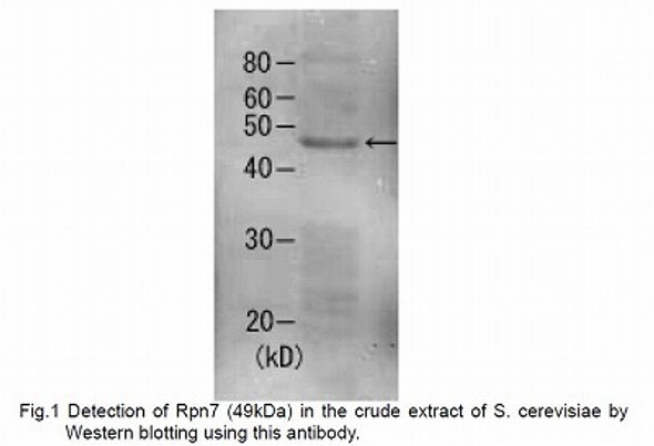 Anti 26S Proteasome Regulatory Subunit RPN7 pAb (Rabbit, Affinity Purified)