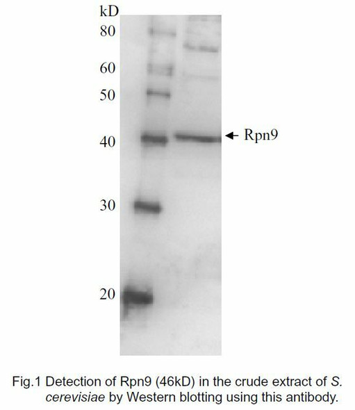 Anti 26S Proteasome Regulatory Subunit RPN9 pAb (Rabbit, Purified Ig)