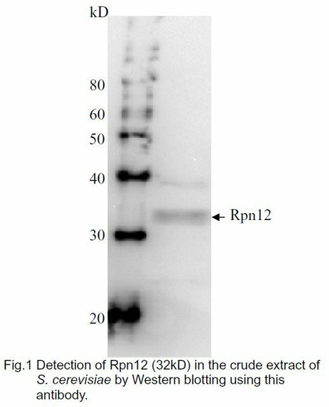 Anti 26S Proteasome Regulatory Subunit RPN12 pAb (Rabbit, Affinity Purified)