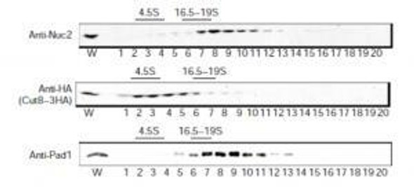 Anti 26S Proteasome Regulatory Subunit RPN11 (PAD1) pAb (Rabbit, Antiserum)