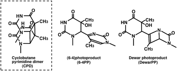 High Sensitivity Cyclobutane Pyrimidine Dimers (CPDs) ELISA Kit Ver.2