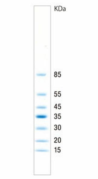 SIMASIMA Prestained Low Range Protein Ladder