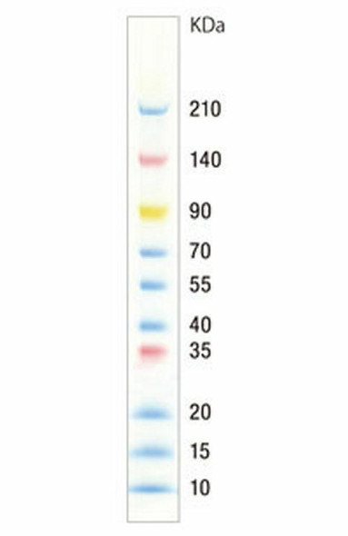 SIMASIMA 3-Color Prestained Broad Range Protein Ladder