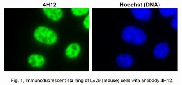 Anti U1 Small Nuclear Ribonucleoprotein C (SNRPC) mAb (Clone 4H12)
