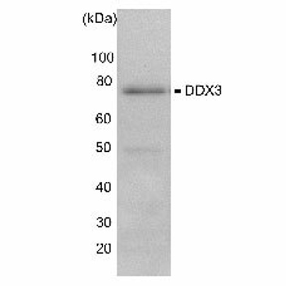 Anti ATP-Dependent RNA Helicase DDX3X pAb (Rabbit, Antiserum)
