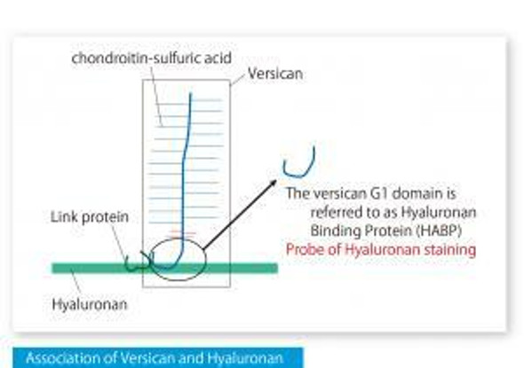 Hyaluronan Binding Protein [HABP]