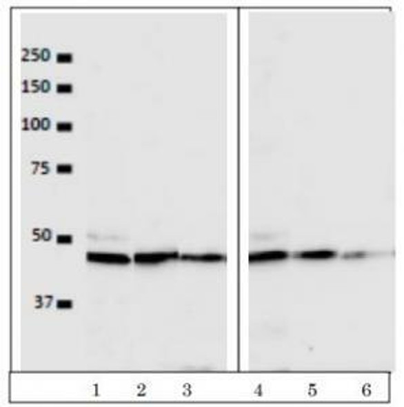 Anti Serine/Threonine-Protein Kinase VRK1 mAb (Clone 5D1)