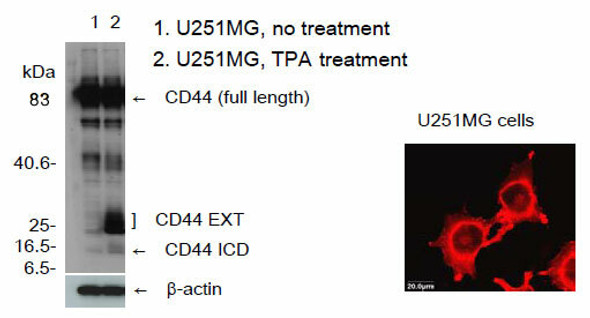 Anti CD44ICD pAb