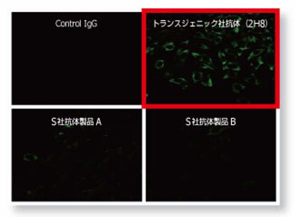 Anti DYKDDDDK mAb (Clone 2H8) - Equivalent to FLAG Antibodies from Sigma