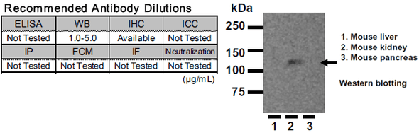 Anti Klotho mAb (Clone KM2119)