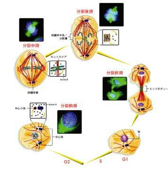 Anti Aurora Kinase A (AURKA) N-terminal region pAb (Rabbit, Affinity Purified)