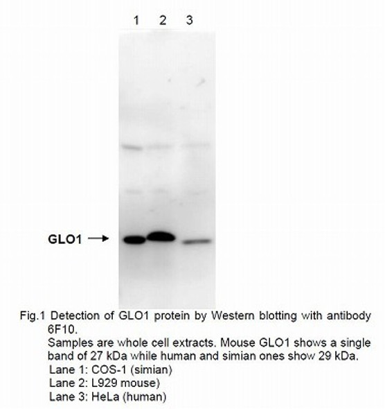 Anti Lactoylglutathione Lyase (GLO1/Glyoxalase I) mAb (Clone 6F10)