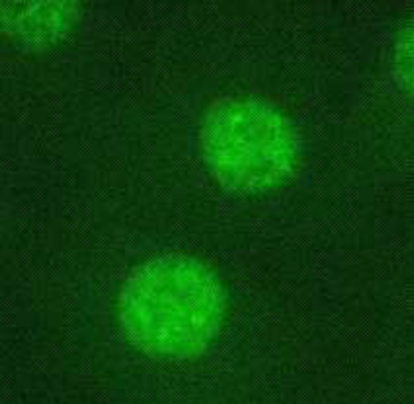 Anti CCAAT/Enhancer-Binding Protein Beta (C/EBP Beta) mAb (Clone 7D2)