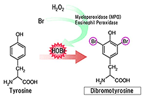 Anti Dibromo-Tyrosine (DiBrY) mAb (Clone 3A5)