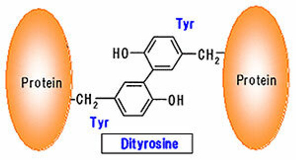 Anti Dityrosine (DT) mAb (Clone 1C3)