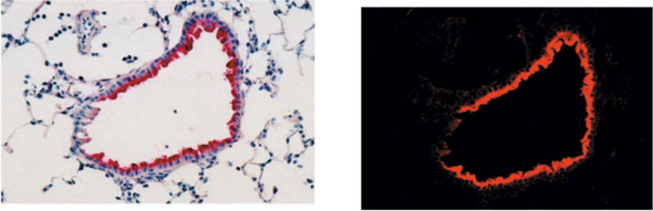 Anti 8-Nitroguanosine pAb (Rabbit)