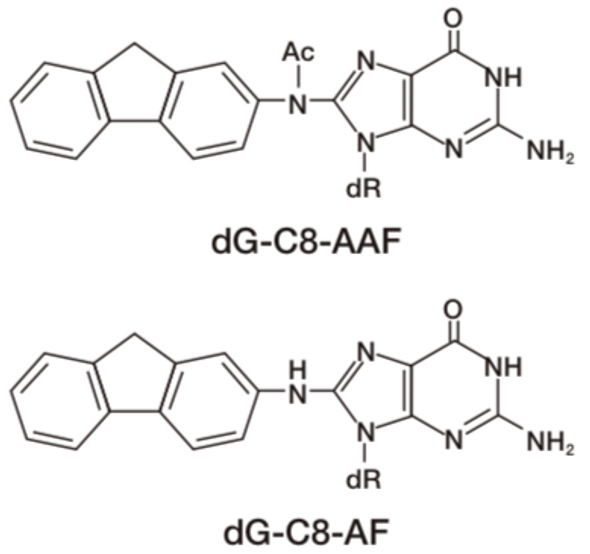 Anti Acetylaminofluorene (AAF) DNA Adducts mAb (Clone AAF-1)