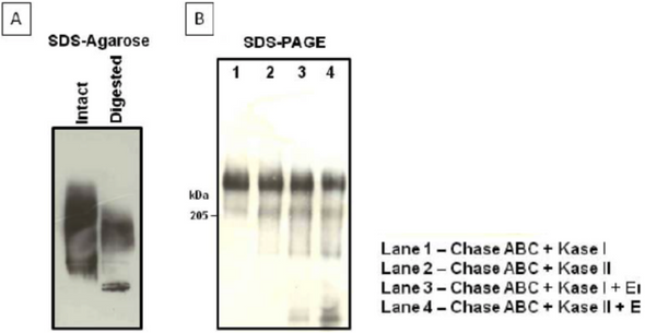 Anti Aggrecan Core Protein (Chondroitin Sulfate Proteoglycan 1) mAb (Clone 6F4)