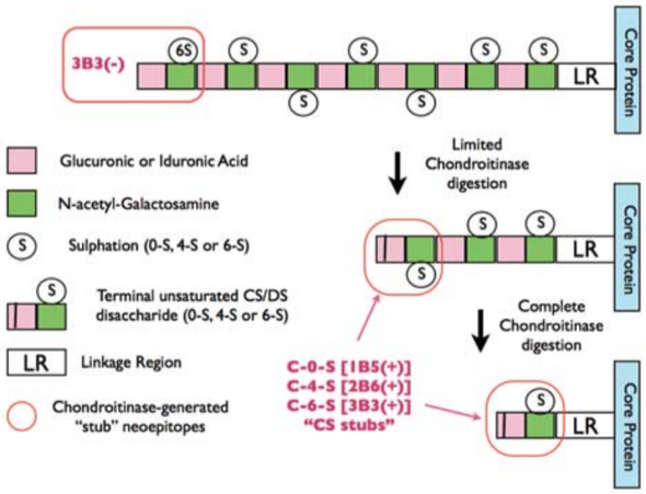 Anti 4-Sulfated Unsaturated Disaccharide Neoepitopes (C-4-S "stubs") of Chondroitin Sulfate or Dermatan Sulfate mAb (Clone 2B6)