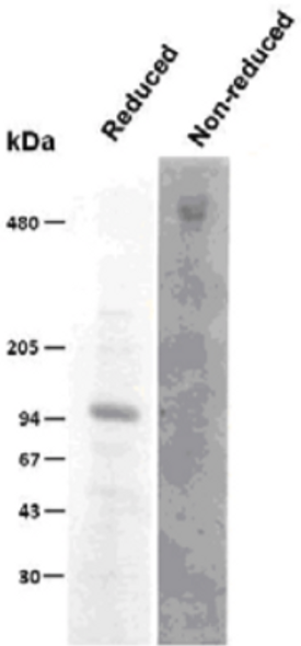 Anti Cartilage Oligomeric Matrix Protein (COMP) mAb (Clone 490D11)