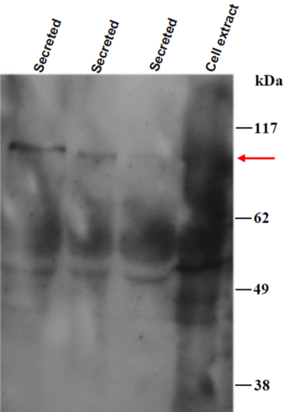 Anti Cartilage Oligomeric Matrix Protein (COMP) mAb (Clone 2117B2)